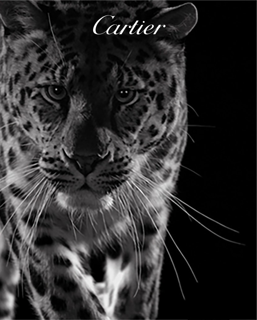 leopard cartier