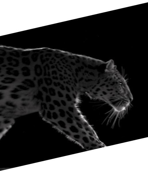 leopard cartier